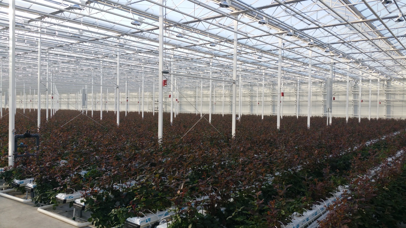 High-stem roses in controlled environment