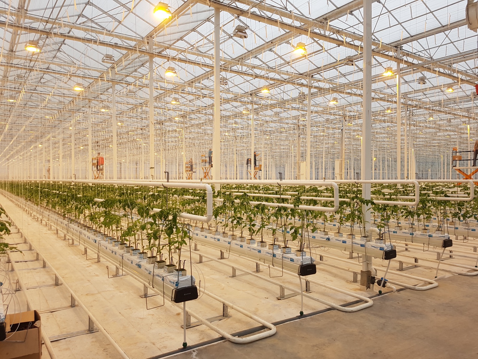 Hydroponic tomato plants